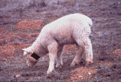 actionpoisons.lamb.jpg