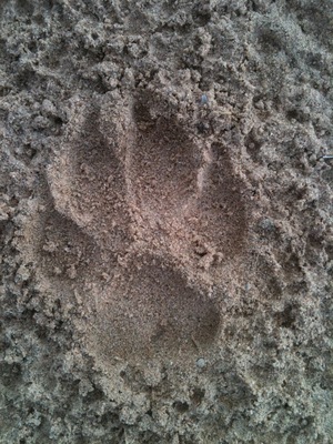 coyote tracks