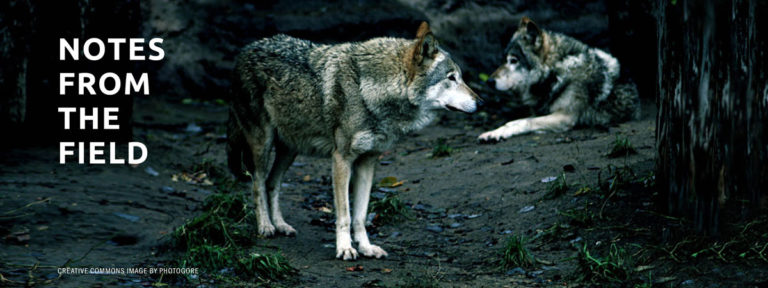 » Delisting wolves was a mistake (OPINION)