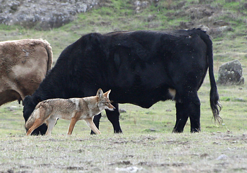 compound 1080 coyote