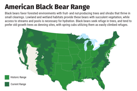 American Bears