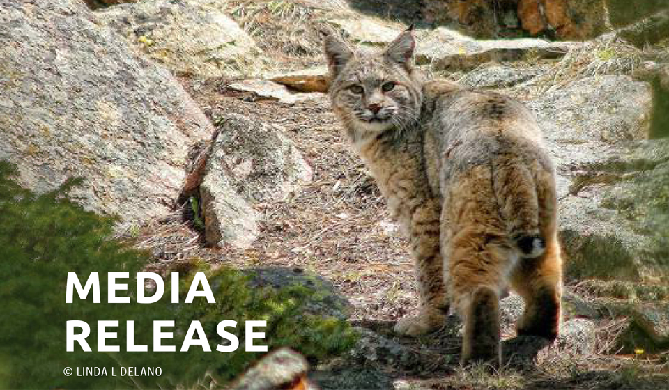 California Bans Bobcat Trapping
