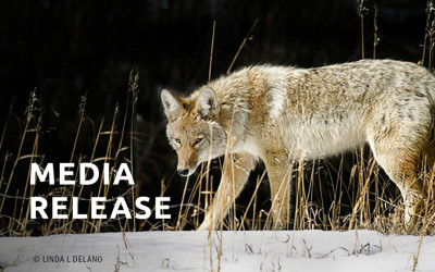 MEDIA RELEASE | Project Coyote and the National Animal Care & Control Association join forces for wildlife coexistence