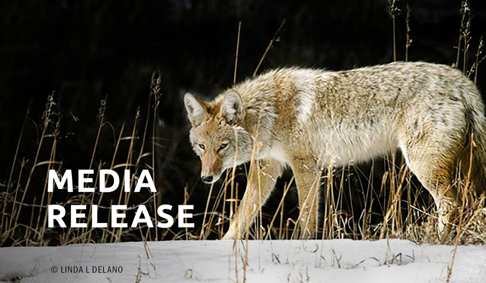 MEDIA RELEASE | Project Coyote and the National Animal Care & Control Association join forces for wildlife coexistence