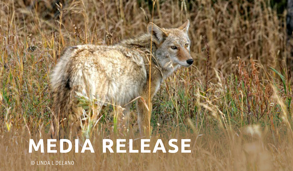 Mendocino County Suspends Contract with Rogue Federal Wildlife-Killing Program