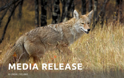 MEDIA ALERT: Washington becomes seventh U.S. state to outlaw cruel and unsporting wildlife killing contests