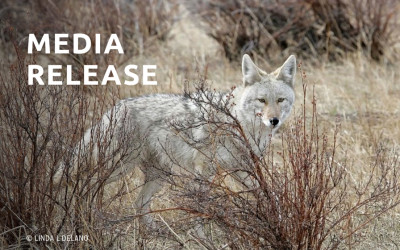 Another California County Suspends Contract With Federal Wildlife-killing Program