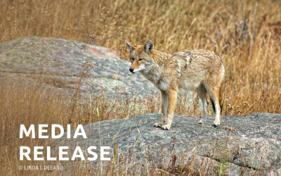 PROJECT COYOTE DENOUNCES CITY OF ARCADIA’S DECISION  TO TRAP AND KILL COYOTES