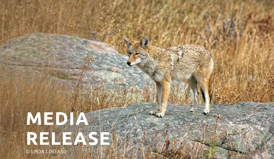 Wildlife Protection Organizations Call for Statewide Ban on Fox and Coyote Penning