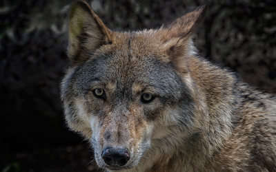 Wolves at the Door in Ninth Circuit Arguments