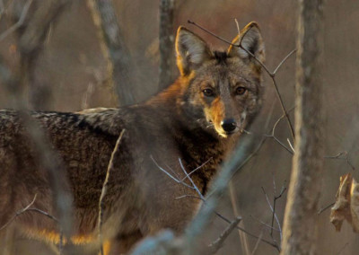Coyote hunt organizer won’t stage any more events in Oregon