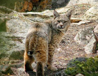 Lawsuit aims to end commercial fur trapping in California