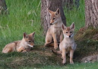 Superior launches Coyote Coexistence Plan