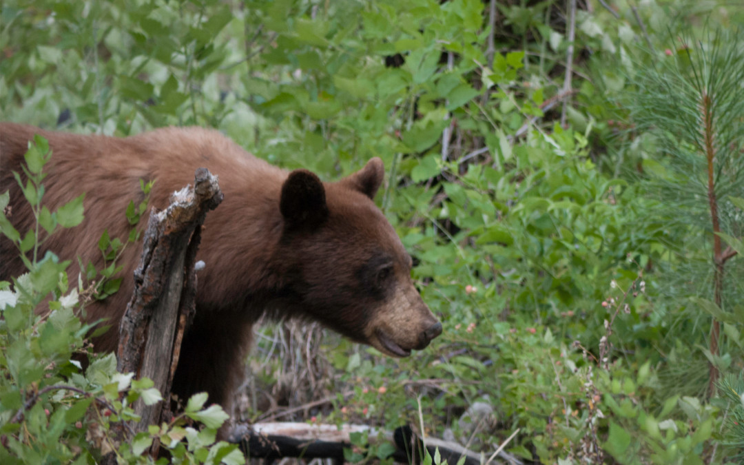 URGENT CALL FOR HELP: Protect Predators in Alaska National Wildlife Refuges!