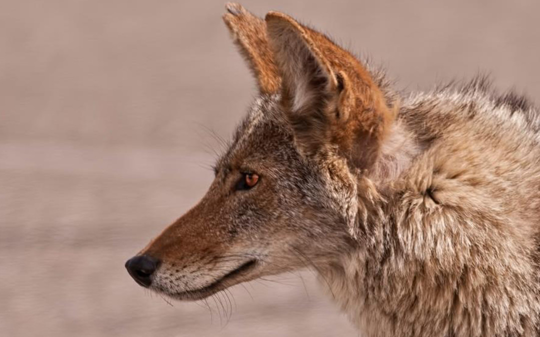 ‘Coyote America’ author explains mini-wolves’ role as an enduring American icon