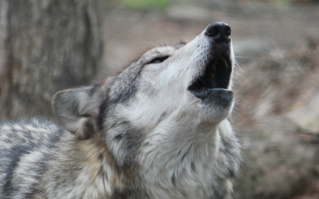 Triumph: Wolf Killing Free-For-All On Federal Land Canceled After Backlash
