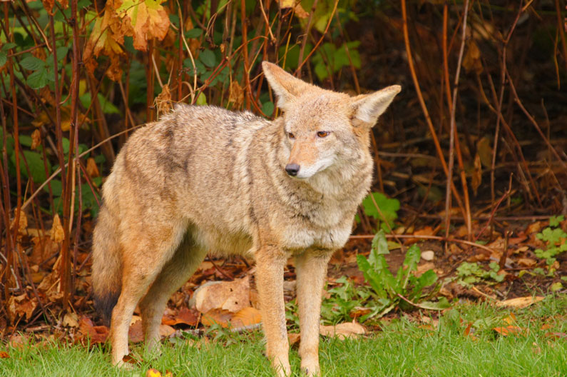Killing of 11 coyotes in California infuriates conservationists