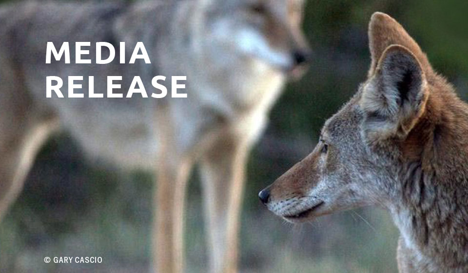 Lawsuit Challenges Idaho’s Cruel Wildlife-killing Contest