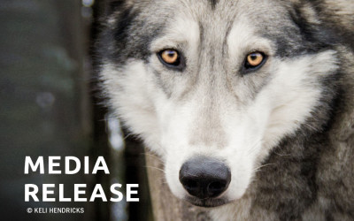 Lawsuit Challenges Wildlife Services’ Authority to Kill Wolves in Oregon