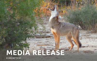 New Mexico public lands at risk as trapping season begins