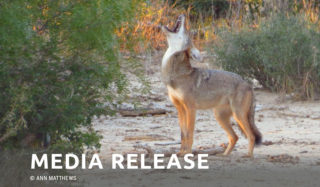 Senators Steinborn and Moores renew call to ban coyote killing contests in New Mexico