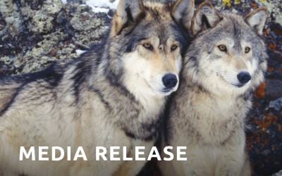 Media Release: Gray Wolf Stripped of Federal Protections