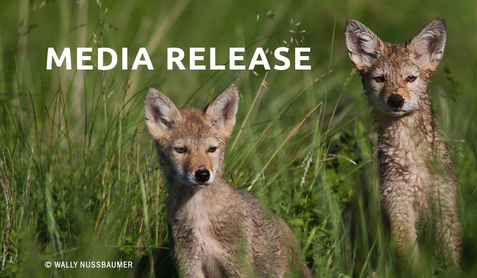 Wildlife advocacy organizations host multi-city premiere screenings of new documentary film, seeking to end coyote killing contests in New Mexico