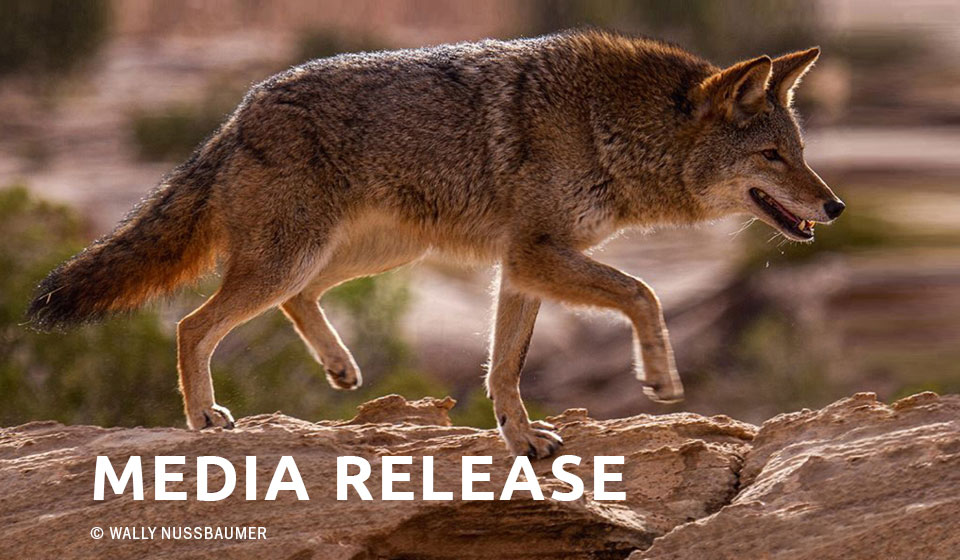 With Lawsuit Pending, Feds Cancel Idaho Predator-killing Derby on BLM Lands