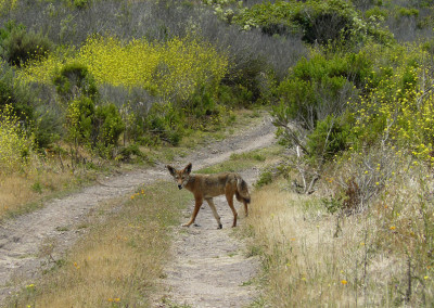 California wildlife managers ban prizes for competitive hunts