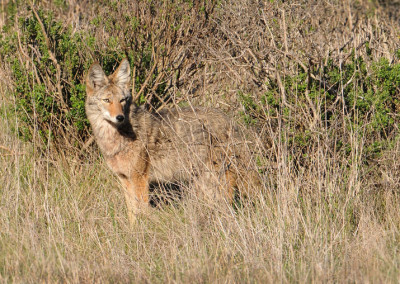 California bans coyote hunts that offer prizes