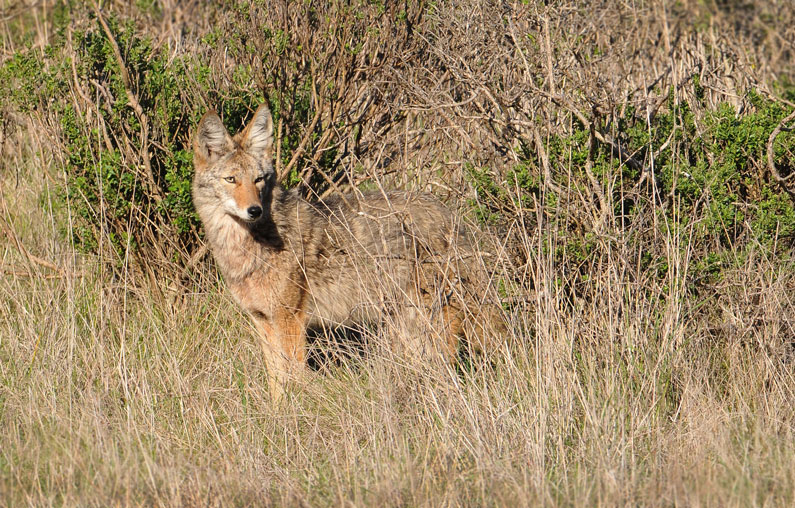 California bans coyote hunts that offer prizes