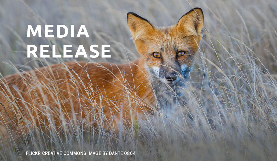 Strong Call for Immediate Ban on Coyote and Fox Penning