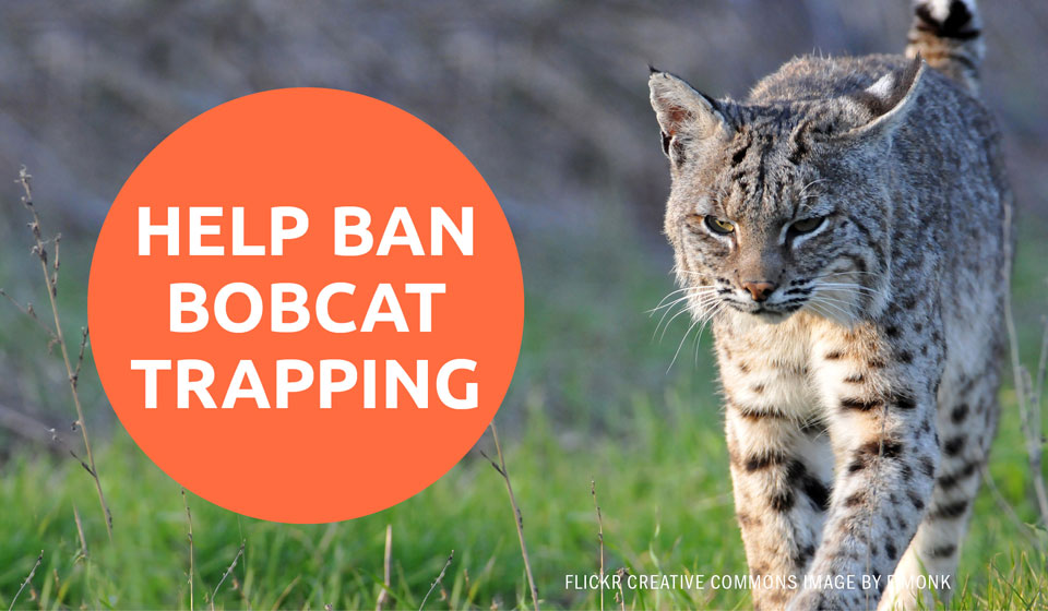 ACTION ALERT: Help Ban Bobcat Trapping in California