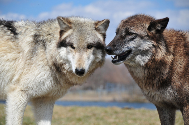 On Killing Wolves and Other Animals: Should Only Trained Ethicists Weigh In?