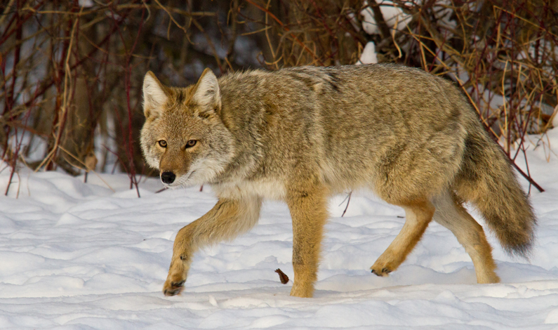 Advocates Win Key Victories to Stop Wildlife-Killing Contests in the US