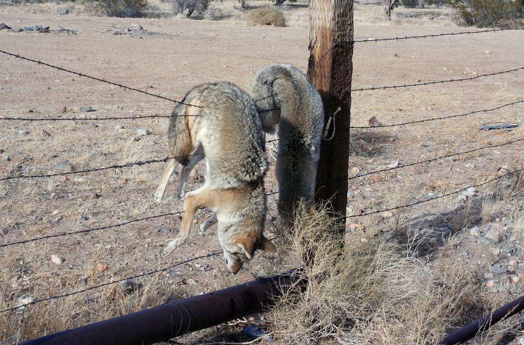 What Kind Of Jerk Kills Coyotes For Fun?