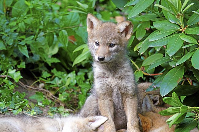 Tails of Marin: Keys to living with coyotes in Marin