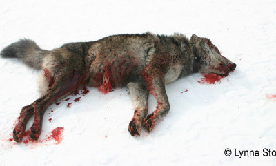 Two-Day Holiday Killing ‘Derby’ in Idaho Targets Wolves & Coyotes