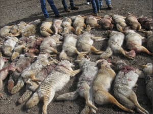 Photo: Dead animals from a coyote drive.