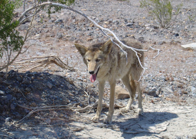 Critics try to ban coyote hunting contests