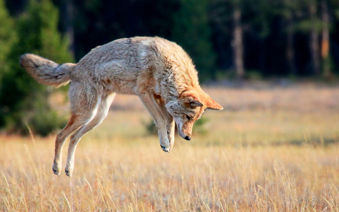 Ban on Wildlife Killing Contests Moves Forward