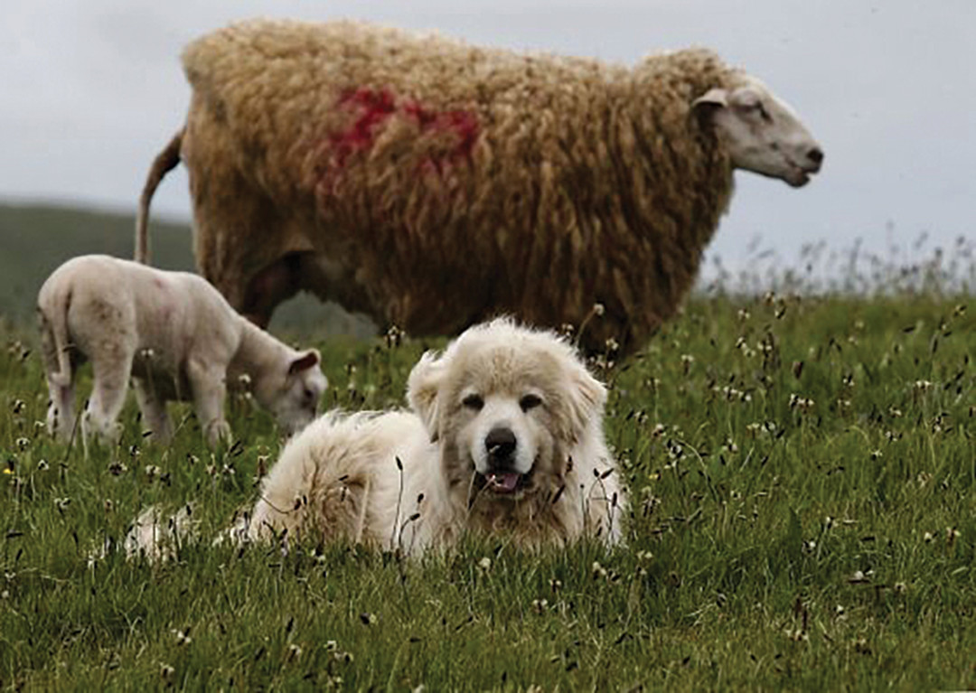 what dogs protect against coyotes