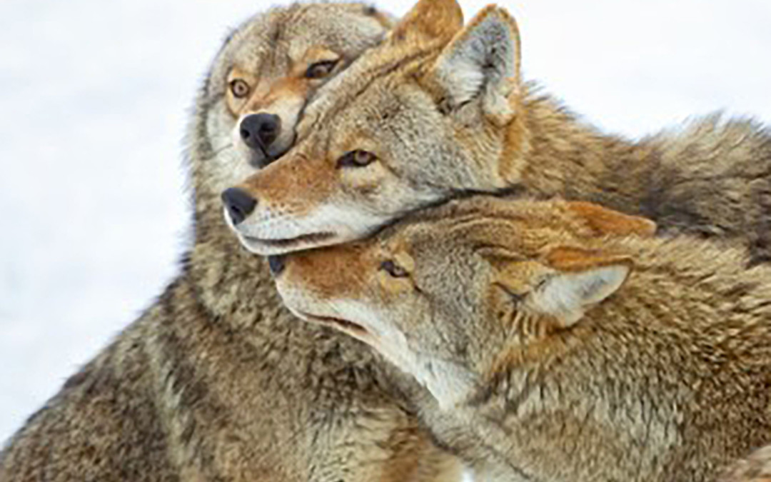 California First State To Ban Wildlife-Killing Contests, Activists Say