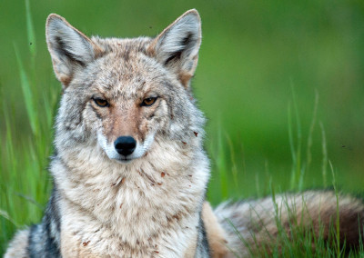 Coyote Killing Contests: The Truth