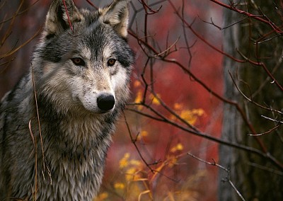 Triumph: Wolf Killing Free-For-All On Federal Land Canceled After Backlash