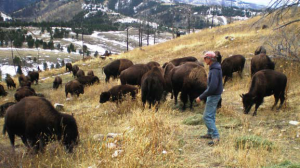 Photo: Bison Quest Adventures on the Wild Echo Bison Ranch, www.bisonquest.com