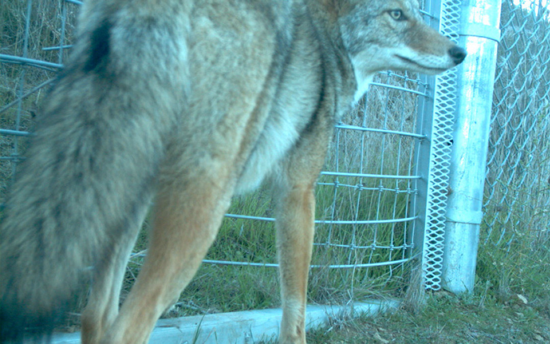 Animal Protection Groups Stop Coyote Killing Contest
