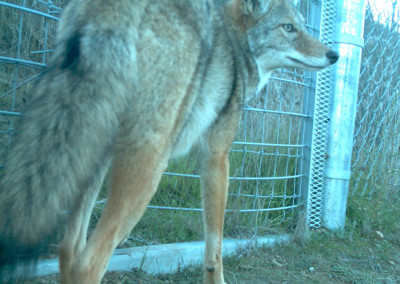 Animal Protection Groups Stop Coyote Killing Contest