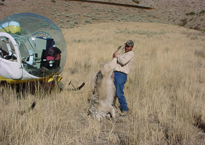 Lawsuit Challenges Government’s  Large-scale Wildlife Killing in Idaho