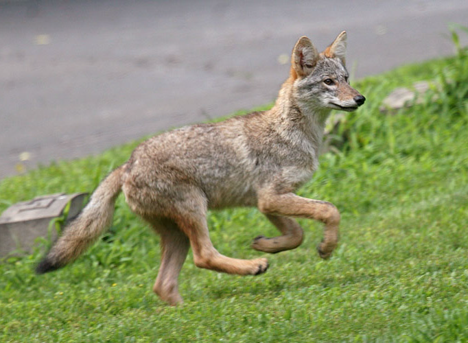 Denver’s Coyotes Learn to Live with Human Neighbors